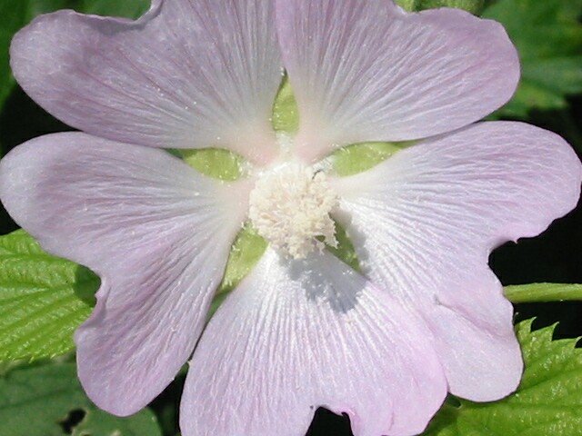Test makra